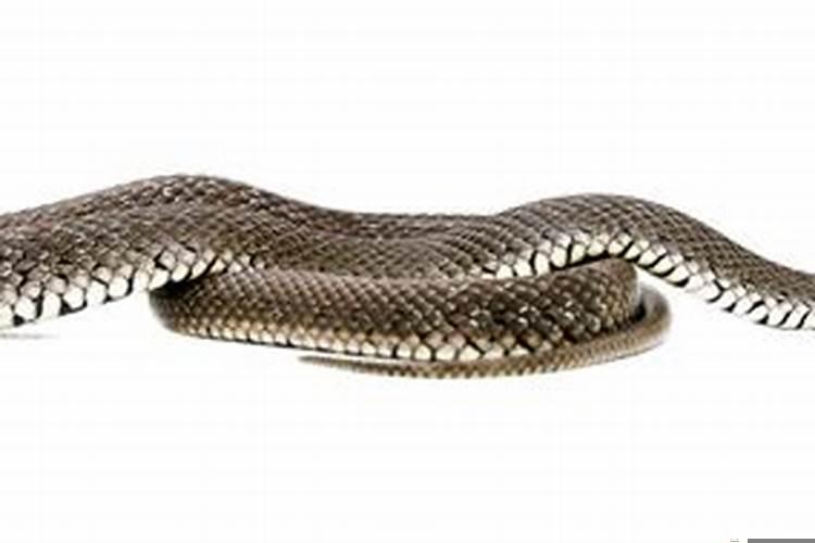 鼠和蛇相合不合