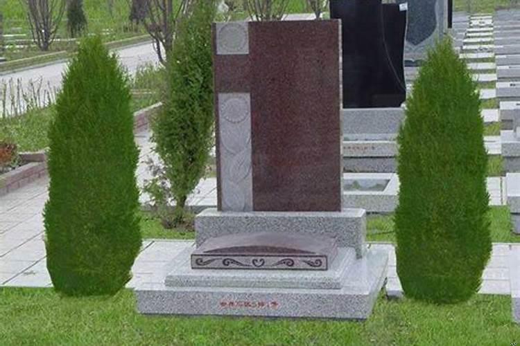 墓前墓后栽什么树好