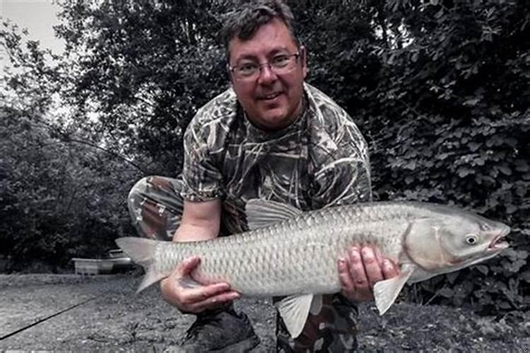 梦见大草鱼咬我