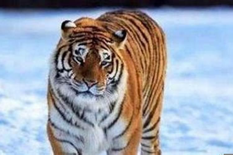 2022年适合生孩子的属相有哪些?