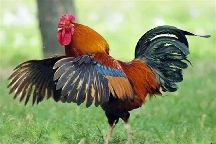 属鸡这两年很倒霉怎么办