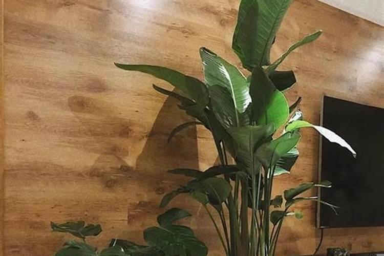 什么植物比较适合放办公室