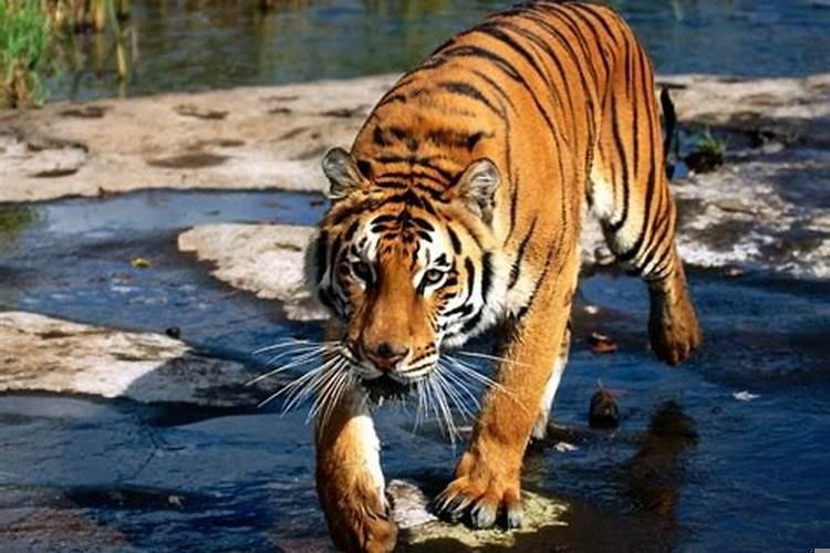 老虎的生活特性