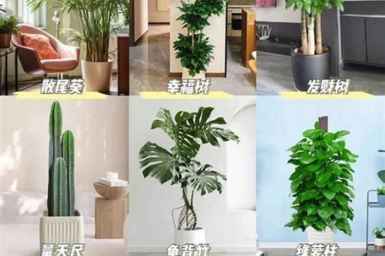 办公室生财植物