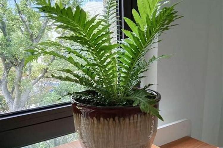 办公室生财植物