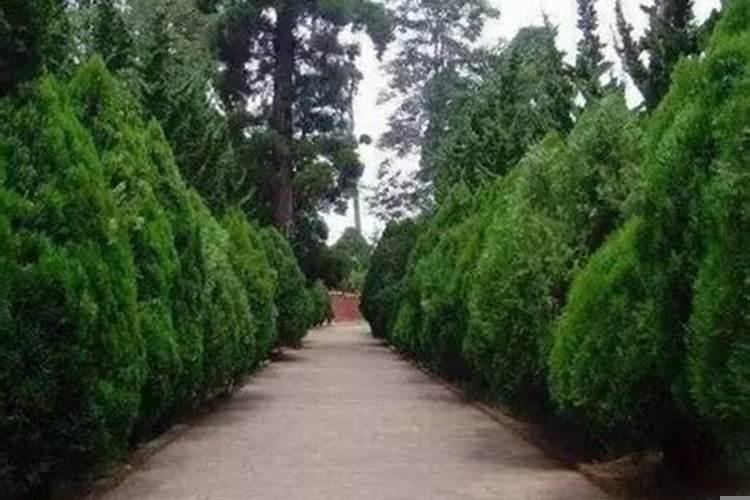 墓前墓后栽什么树好