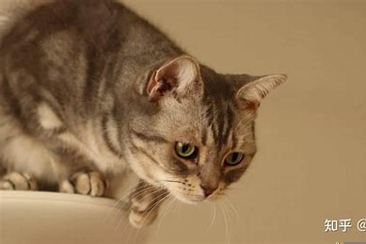 梦见自己往高处爬是什么意思