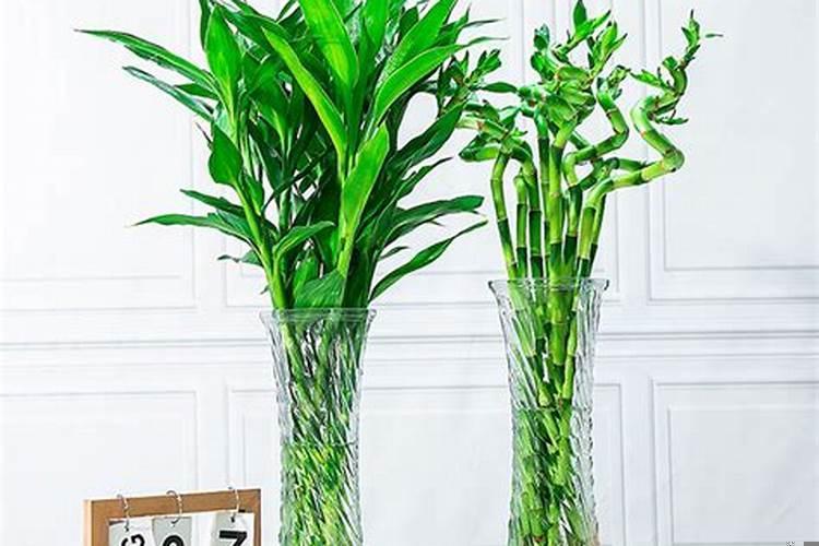 办公室生财植物