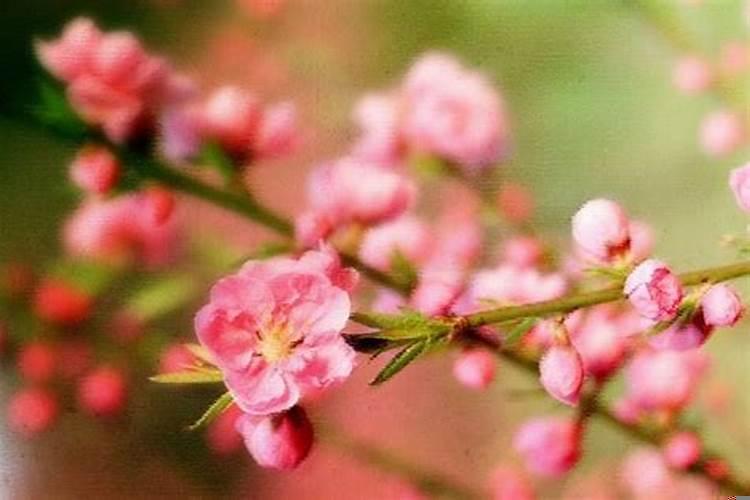 6月的桃花运生肖