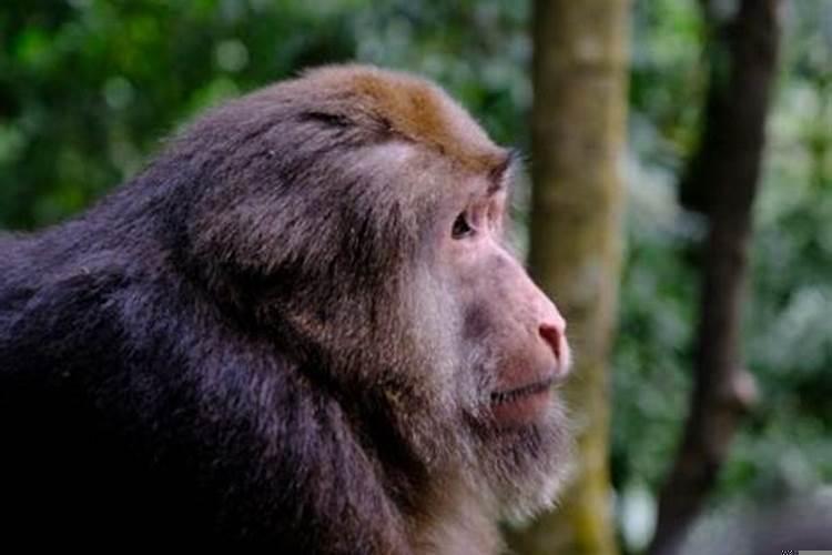 梦到猴子是什么情况