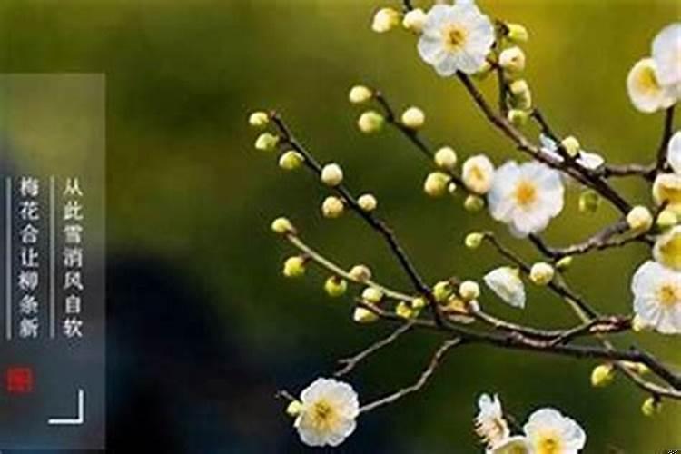 今年立春什么属相躲春