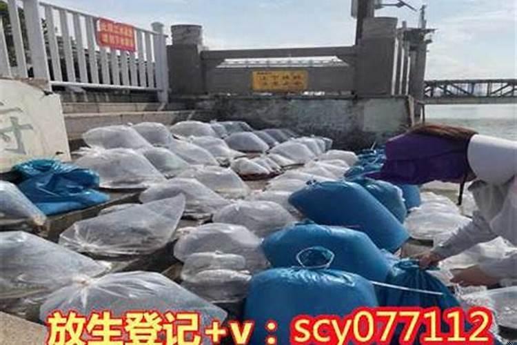 放生什么鸟比较好