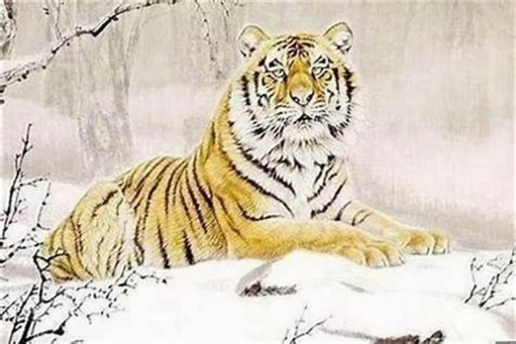 1986年属虎男婚姻命运