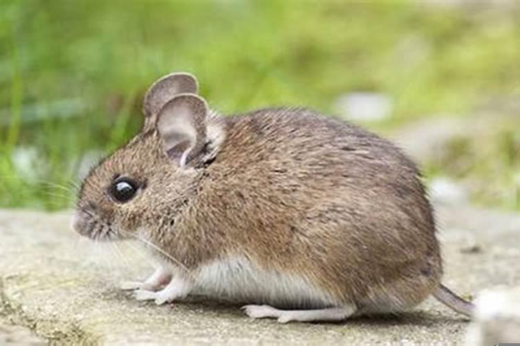 做梦梦到抓老鼠什么意思