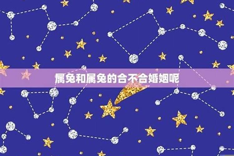 兔子跟虎的属相合不合