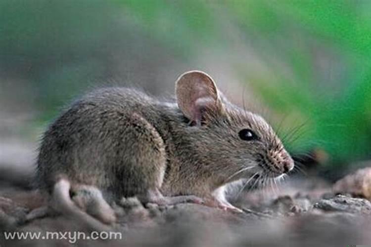 做梦梦到抓老鼠什么意思