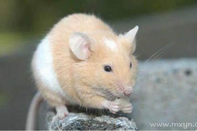 梦到老鼠咬我是什么意思