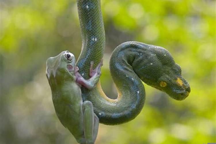 做梦蛇缠身是什么意思啊