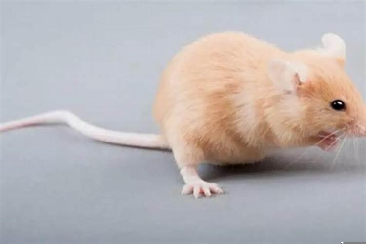 梦见老鼠死了是什么预兆