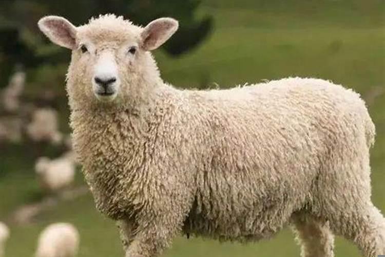 有离婚命的五大生肖