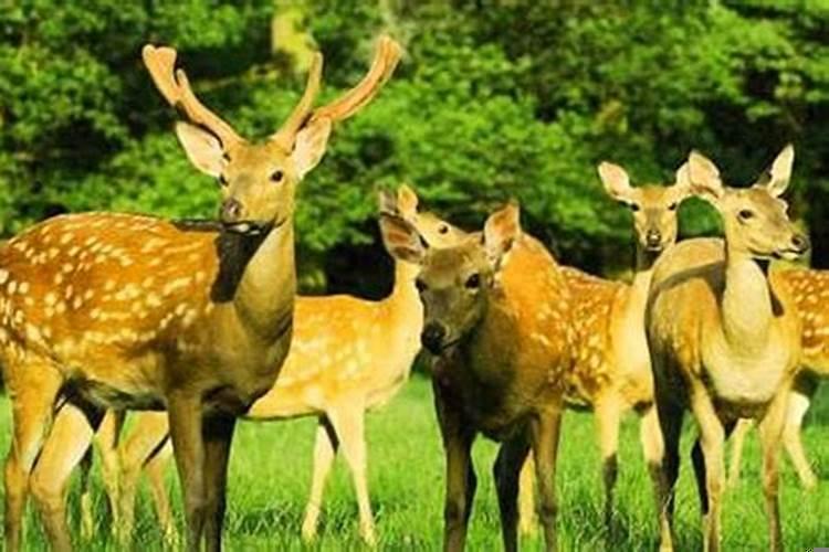 梦见一只受伤的梅花鹿