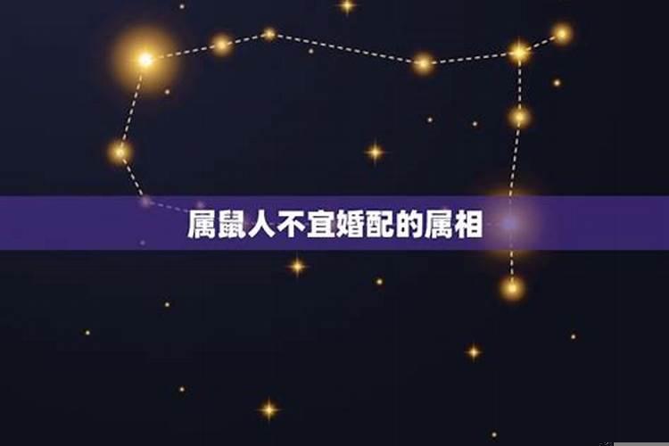 属鼠的属相婚配宜忌