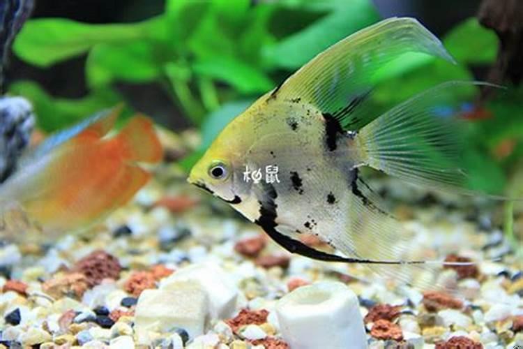 梦见买鱼是什么征兆解梦