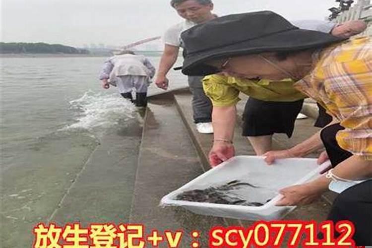 放生什么鸟比较好