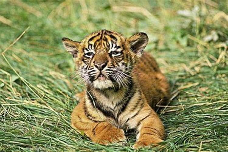 属虎人在2022年的全年运势