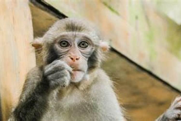 梦到猴子是什么情况