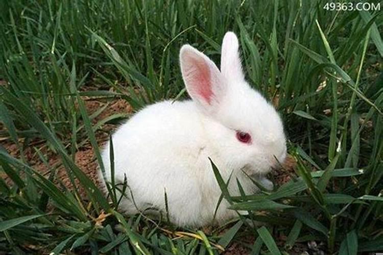 属兔几月出生的人命最苦