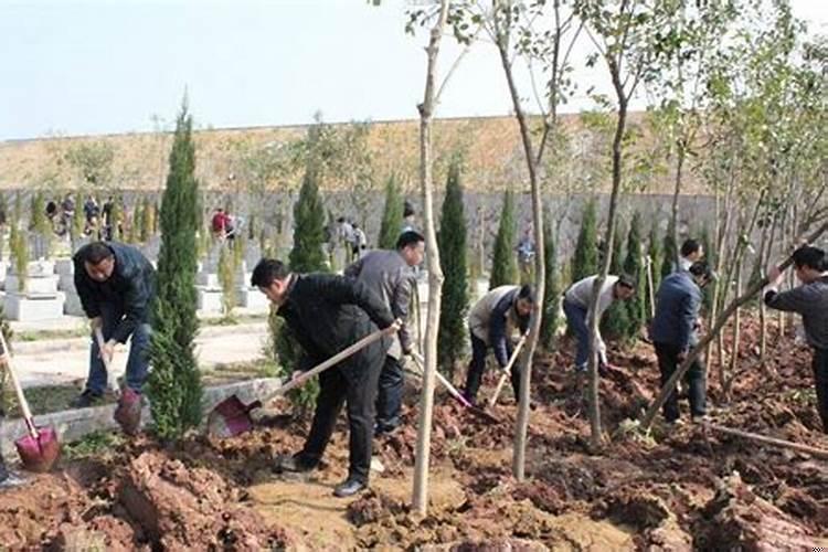 墓前墓后栽什么树好