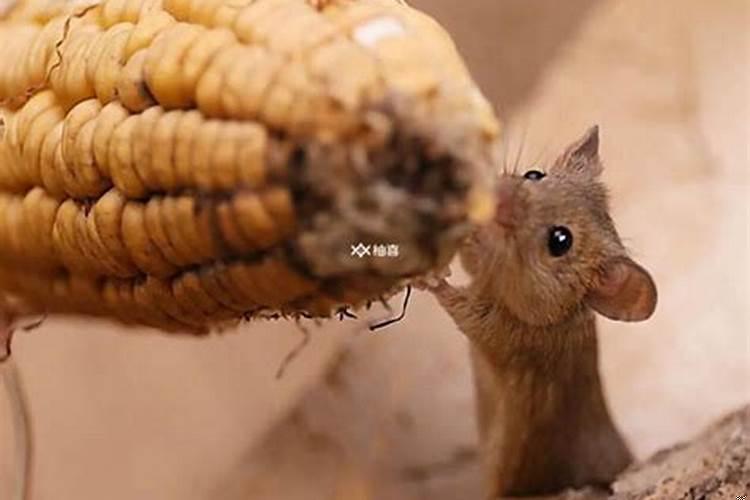 梦到老鼠咬我是什么意思