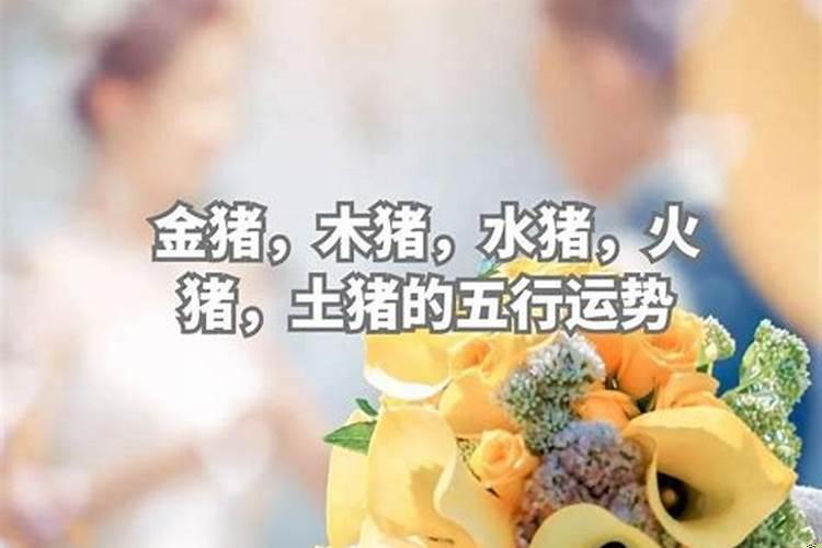 属猪金木水火土是什么