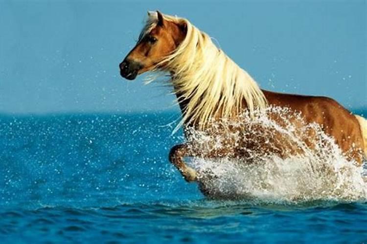 为什么属马的人命不好吗