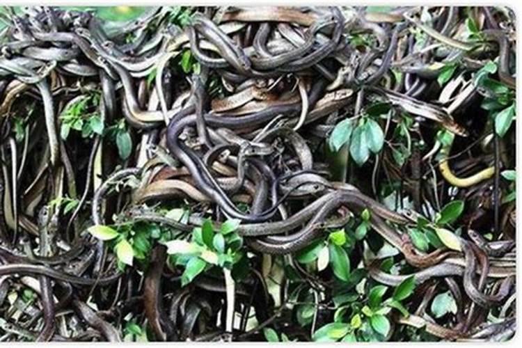 梦见好多的蛇是什么预兆女性