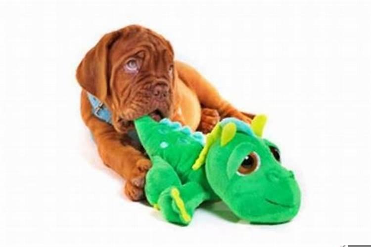 男狗与女龙相配的婚姻如何