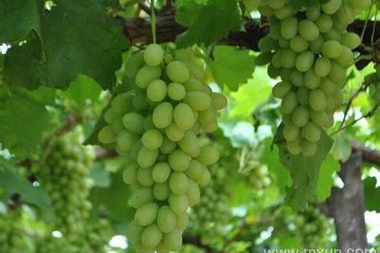 梦见青色的葡萄是什么意思