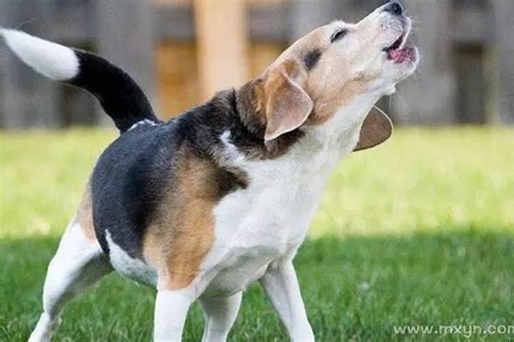 梦见别人家的狗叫是什么意思