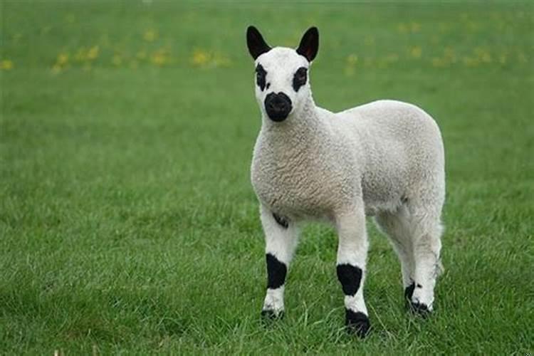 91年十月初九的羊命运如何男