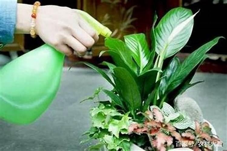 正月能动土栽树种花吗