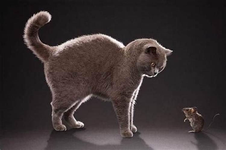 梦见猫被老鼠咬了