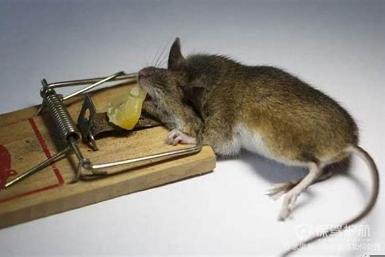 梦见家里有老鼠是什么意思