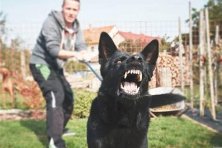 梦见别人家的狗叫是什么意思