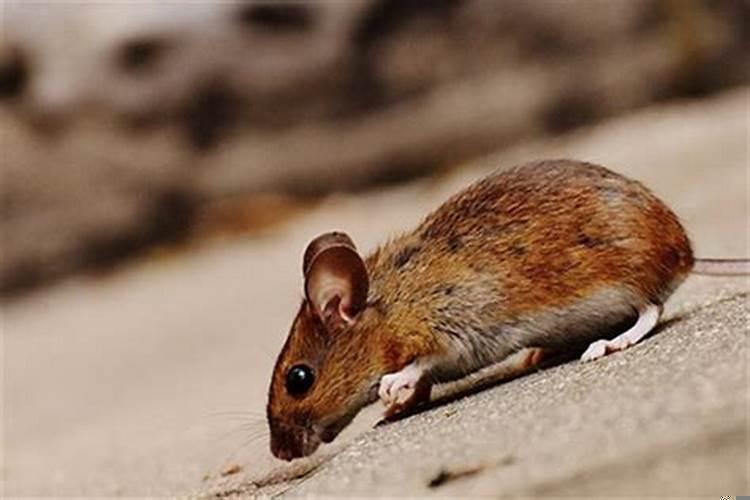 梦见老鼠咬自己周公解梦