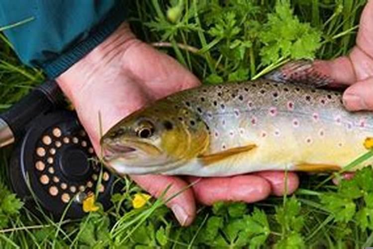 已婚女人梦见吃红薯象征着什么预兆