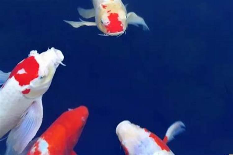 锦鲤鱼一般一天喂几次