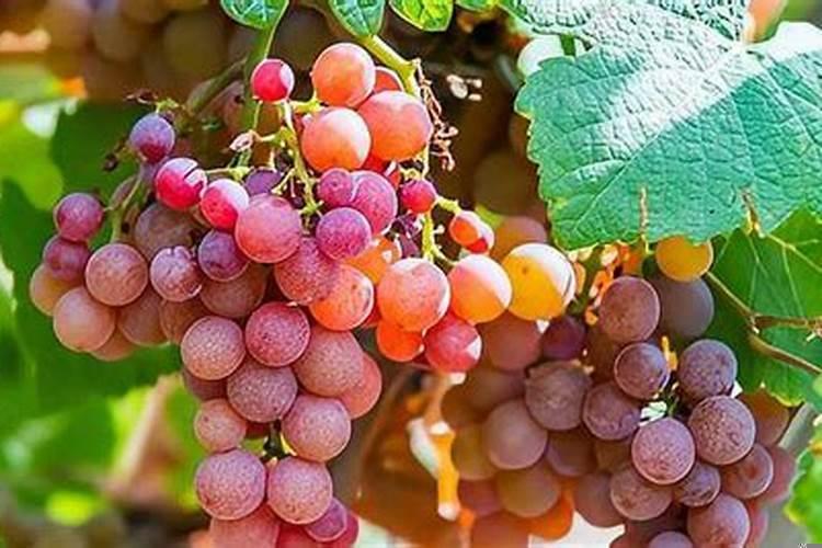 梦见青色的葡萄是什么意思