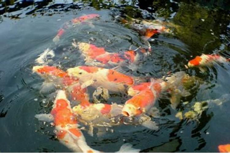 锦鲤鱼一般一天喂几次