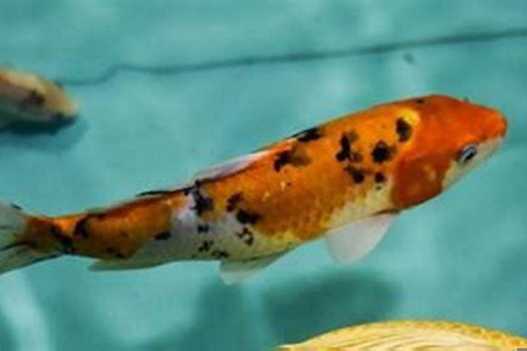 锦鲤鱼一般一天喂几次